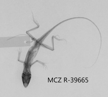 Media type: image;   Herpetology R-39665 Aspect: dorsoventral x-ray